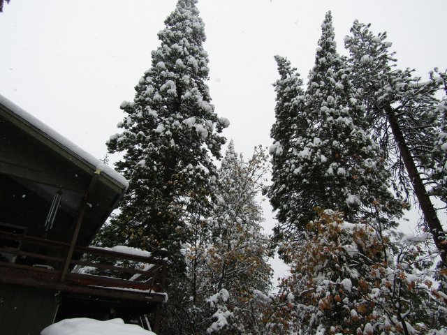 snow in the trees